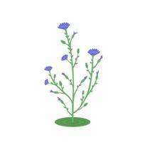 cichorium intybus bloem, geneeskrachtig fabriek. illustratie voor afdrukken, achtergronden, covers en verpakking. beeld kan worden gebruikt voor groet kaart, poster en sticker. geïsoleerd Aan wit achtergrond. vector