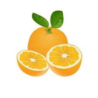 oranje fruit sappig geel rijp kunst illustratie vector