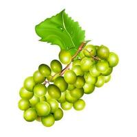 druiven realistisch samenstelling met groen en rijp druiven geïsoleerd vector