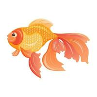 goud vis. vector illustratie van een sluierstaart. aquarium huisdier. marinier tropisch dier