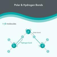 polair en waterstof obligaties chemie vector illustratie diagram