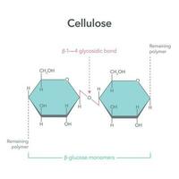 cellulose structuur wetenschap vector illustratie diagram