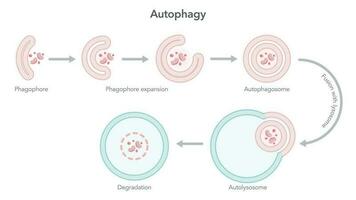 autofagie degradatie van de cel wetenschap vector illustratie diagram