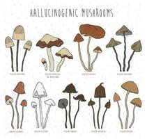 reeks hallucinogeen champignons kleur. verzameling geïsoleerd elementen vector hand- getrokken illustratie. psilocybe sluitspier, aztekorum, yungensis, hoogshagenii, mexicaans, zapotecorum, siliginoides.