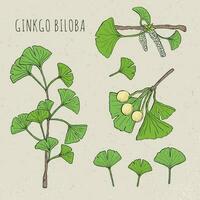 verzameling ginkgo biloba geïsoleerd bladeren, Aan een Afdeling BES . reeks medisch, botanisch fabriek. vector schetsen hand- getrokken illustratie.