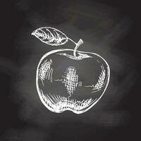vector hand getekend fruit illustratie. gedetailleerd retro stijl appel schetsen Aan schoolbord achtergrond. wijnoogst schetsen element.