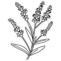 voorjaar lavendel Afdeling icoon, botanisch elementen. rustiek kruiden. vector