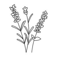 voorjaar lavendel Afdeling icoon, botanisch elementen. rustiek kruiden. vector