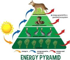wetenschap vereenvoudigde ecologische piramide vector