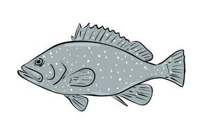 gespikkeld achter tandbaars vis golf van Mexico tekenfilm tekening vector