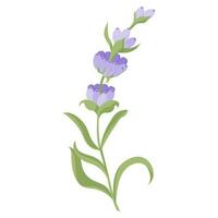 lavendel bloem voor uw ontwerp. vector illustratie geïsoleerd Aan wit achtergrond.