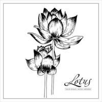 lotus bloemen. vector hand- getrokken schetsen Waterlelie. lotus illustratie voor Lidwoord.