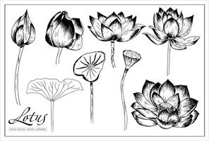 hand getekend lotus bloemen. vector Waterlelie reeks voor decoratie en illustratie.