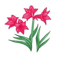 roze rood bloemen van hippeastrum. vector illustratie geïsoleerd Aan wit achtergrond.