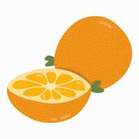 schattig hand- getrokken oranje in modieus naief stijl. reeks van geheel en besnoeiing in voor de helft vers citrus. rijp sinaasappelen. hand- getrokken clip art. vegetarisch, veganistisch voedsel. gezond boerderij Product. gezond aan het eten, eetpatroon concept. vector