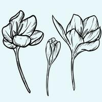 voorjaar krokus bloemen, vector illus saffraan bloem lijn kunst