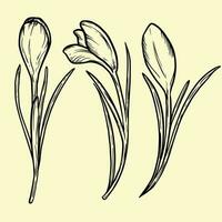 reeks van krokus bloemen inkt vector illustratie saffraan bloem lijn kunst