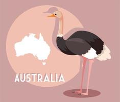 struisvogel met kaart van Australië op de achtergrond vector