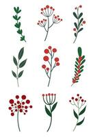 evergreens met rood bessen. winter bloemen set. vector