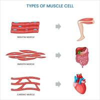 types van spier cellen, skelet, zacht, hart- welke zijn gespecialiseerd voor beweging en orgaan controle vector