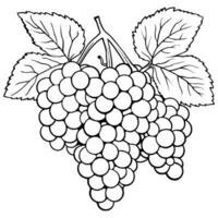druif fruit hand- getrokken vector