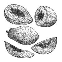 papaja fruit reeks schetsen hand- getrokken vector