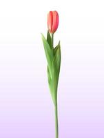 naturalistische 3D-weergave van rode bloeiende tulp op witte achtergrond. vector illustratie