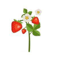 aardbeien met bladeren en bloemen. oogsten in de tuin of het bos. heerlijk zoet eten, snack, dessert vector