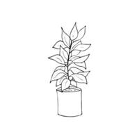 kamerplant in een pot hand getekend illustratie, geïsoleerd Aan wit achtergrond vector