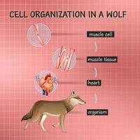 diagram dat de celorganisatie in een wolf toont vector