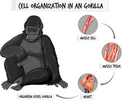 diagram dat de celorganisatie in een gorilla toont vector