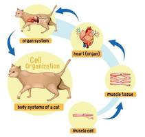 diagram dat de celorganisatie in een kat toont vector