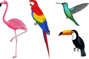 set van geïsoleerde exotische vogels. tropische vogels voor zomerachtergronden. flamingo, papegaai, kolibrie en toekan. vector