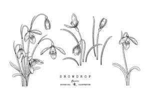 schets floral decoratieve set. sneeuwklokje bloemtekeningen. zwart en wit met lijntekeningen geïsoleerd op een witte achtergrond. hand getrokken botanische illustraties. elementen vector. vector