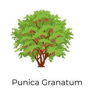 punica granatum-ontwerp vector