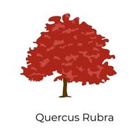 trendy quercus rubra vector