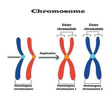verschil tussen homoloog chromosomen, een paar- van homoloog chromosomen, en ook zus chromatiden.studie inhoud voor biologie en wetenschap studenten. vector illustratie.