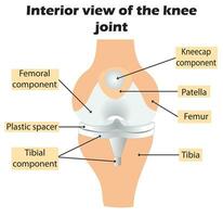 wetenschappelijk anatomie van de knie gewricht. vector illustratie.