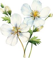 waterverf tekening, wit jasmijn bloemen. illustratie in realisme stijl, wijnoogst vector