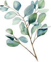 waterverf tekening, Afdeling met eucalyptus bladeren. delicaat illustratie vector