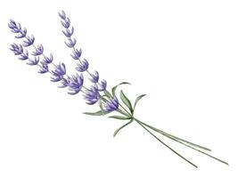 boeket van lavendel bloemen. hand- getrokken waterverf illustratie van provence kruiden Aan geïsoleerd achtergrond. tekening voor groet kaarten of bruiloft uitnodigingen. bloemen schetsen voor aromatherapie of geneeskunde vector