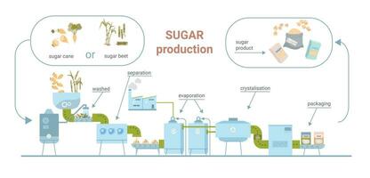 suiker productie vlak infographics vector