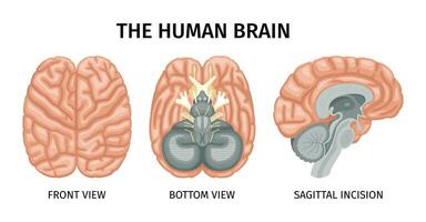 menselijk hersenen anatomie reeks vector