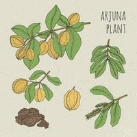 arjuna, medisch botanisch ayurvedisch boom. plant, fruit, bloemen, blaffen, bladeren hand- getrokken set. wijnoogst kleurrijk geïsoleerd illustratie. vector