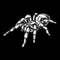 tarantula spin vector kunst