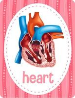 woordenschat flashcard met woord hart vector