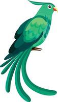 groen quetzal vogel vlak stijl vector illustratie geïsoleerd Aan wit achtergrond , pharomachrus mocinno vogel voorraad vector beeld