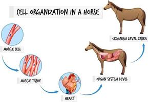 diagram dat de celorganisatie in een paard toont vector