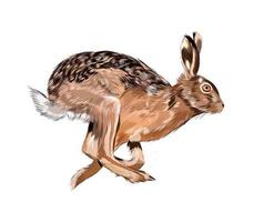 haas, konijn uit een scheutje aquarel, gekleurde tekening, realistisch. vectorillustratie van verf