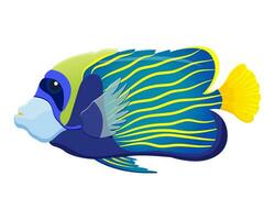 blauw tropisch vis met geel strepen. kleur vector illustratie van engel vis. aquarium dier